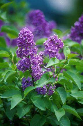 Liliacul infloreste a doua oara (1988)